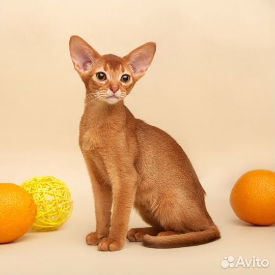 Абиссинские котята