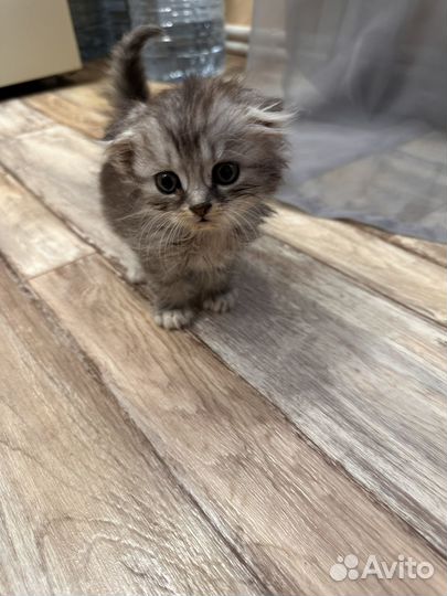 Котята бесплатно