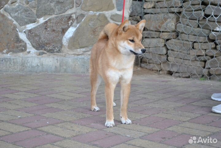 Сиба ину Девочка