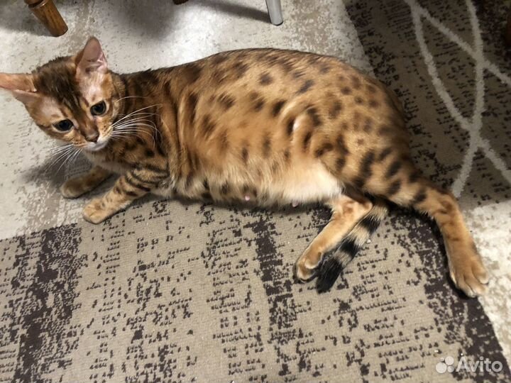 Котята бенгальские