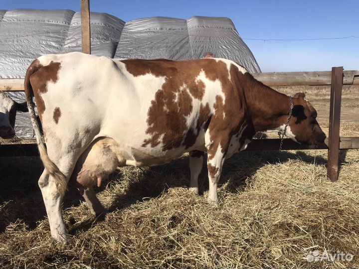 Коровы дойные