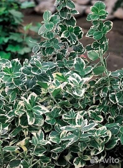 Бересклет форчуна Эмеральд Гайетти