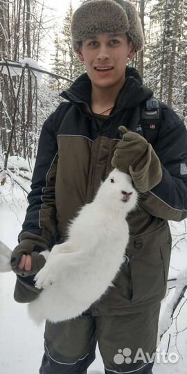 Охота на зайца с гончими