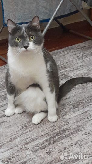 Кот Бабос в добрые руки