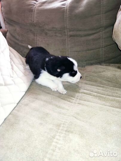 Щенки хаски