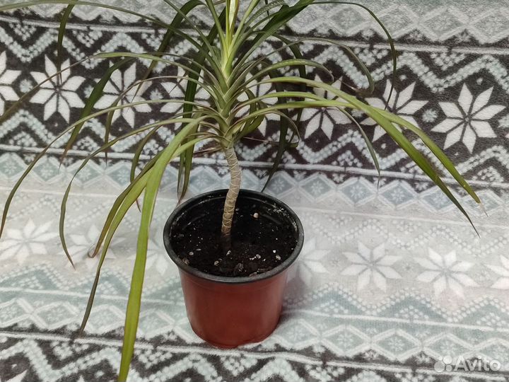 Комнатные цветы драцена