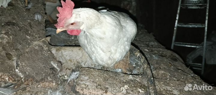 Куры несушки