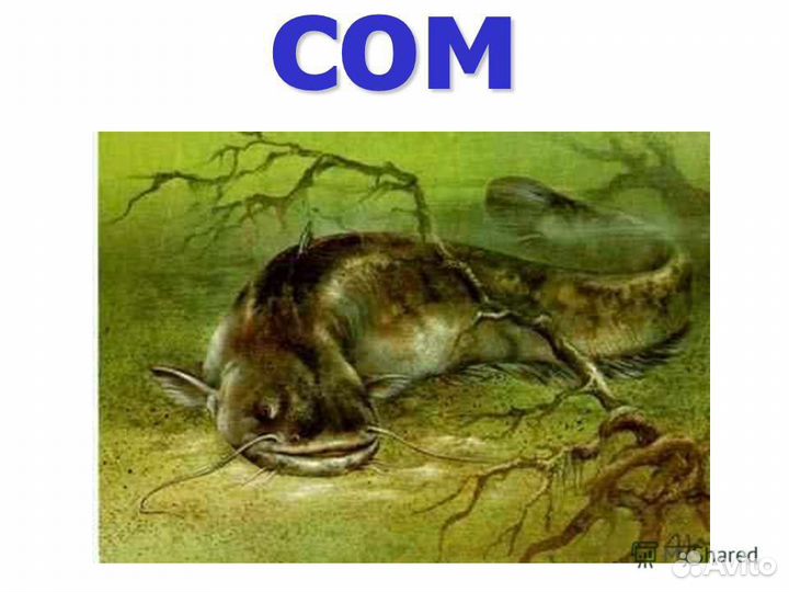 Корм для рыб. Карповый