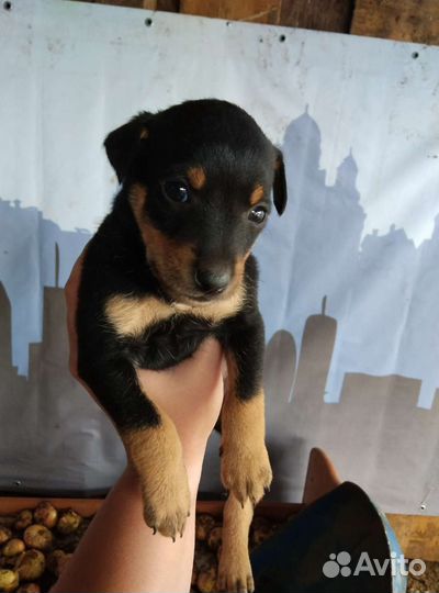 Щенки помесь пинчера