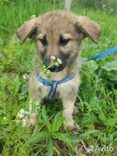 Ищут дом щенки(девочки)