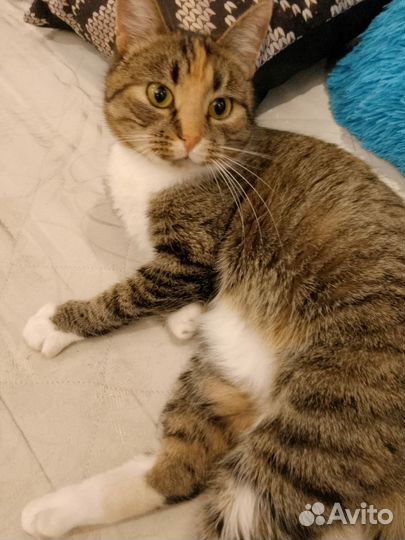 Кошка Ласкуша