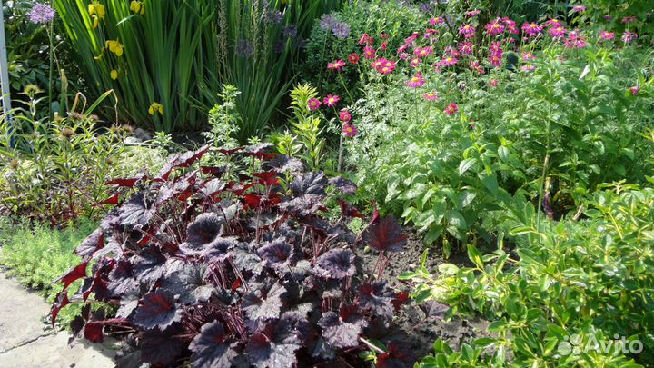 Можжевельники, Перистощетинник, гейхера, луки