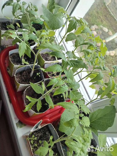 Рассада помидоров томатов