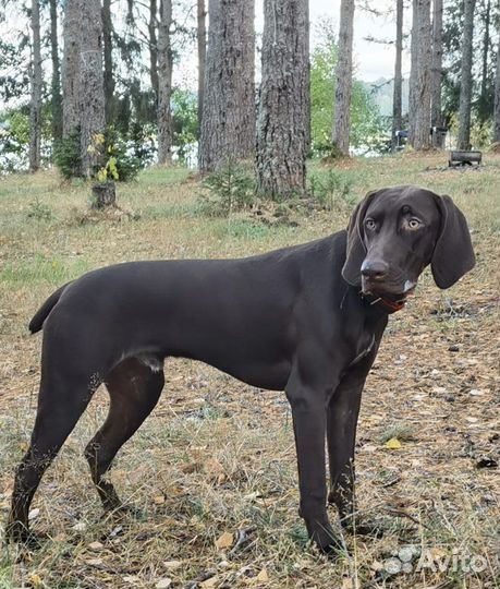 Курцхаар вязка