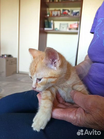 Котят отдам в добрые руки