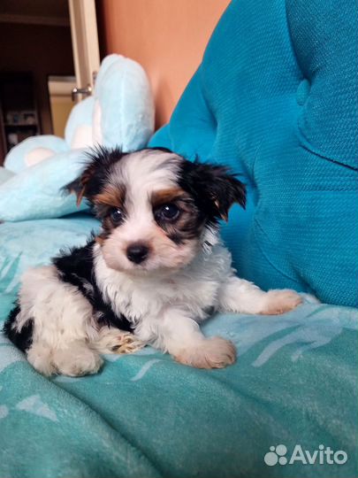 Девочка и мальчик бивер