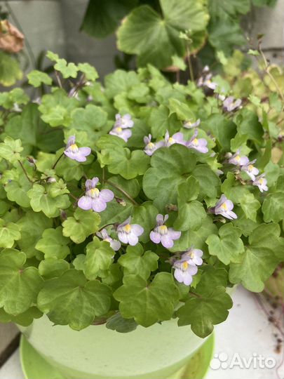 Цимбалярия