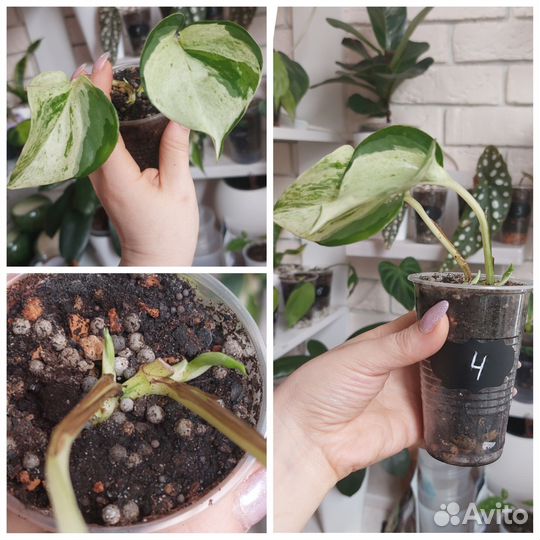 Эпипремнум Неон и Хеппи Лиф