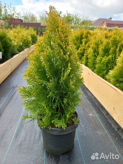 Туя голден Смарагд