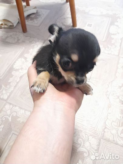Щенки чихуахуа мини девочки