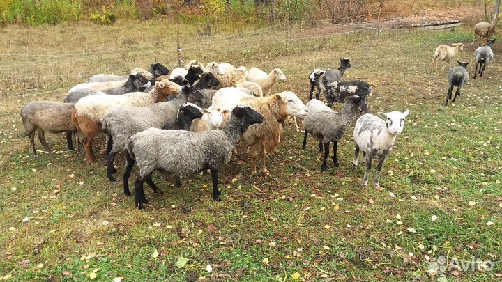 Катумский баран