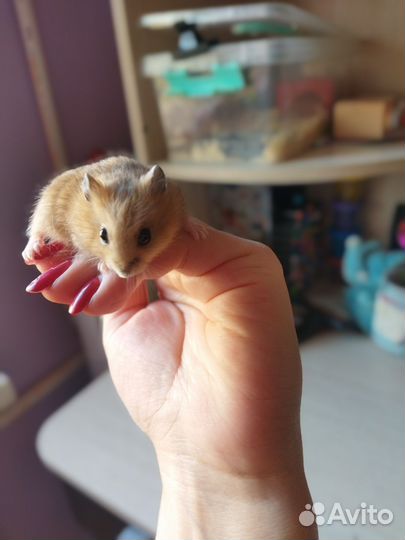 Джунгарский хомяк
