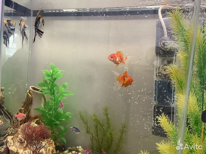 Аквариум с рыбками