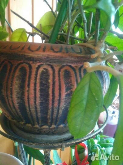 Цветок эхеверия в горшке и хойя