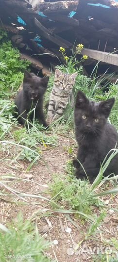 Котятки в добрые руки