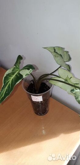 Папоротник Полиподиум Гавайская корона. Сингониум