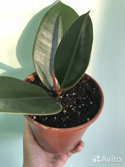 Толстянка, фикус разных сортов