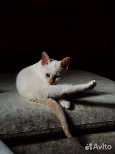 Котята в добрые руки бесплатно