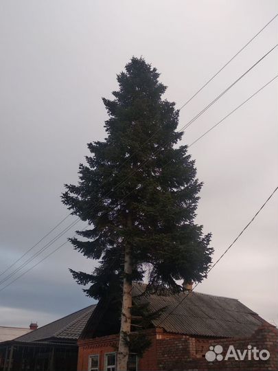 Ель живая