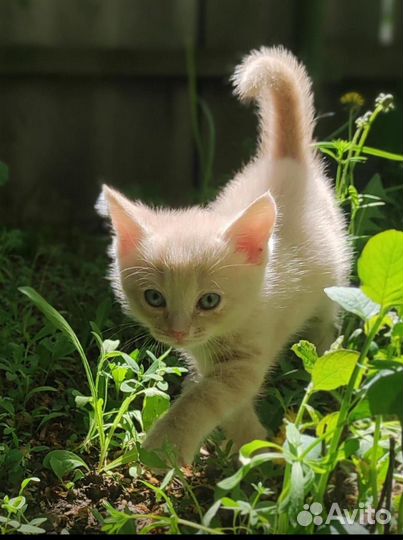 Котик в добрые руки