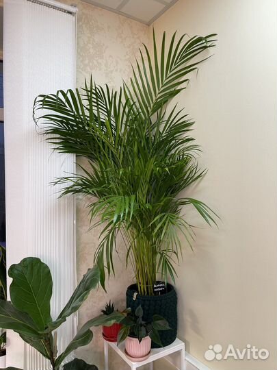 Пальма дипсис