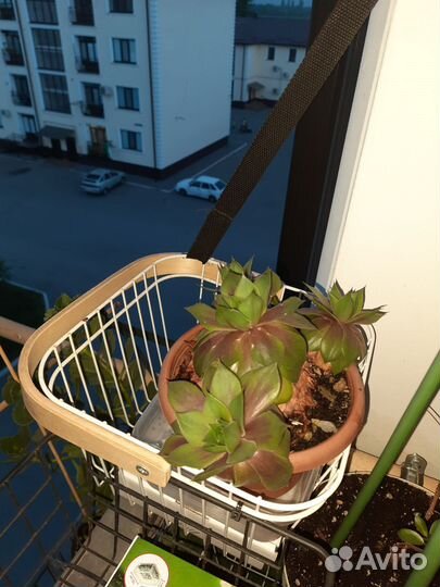 Молодило каменная роза