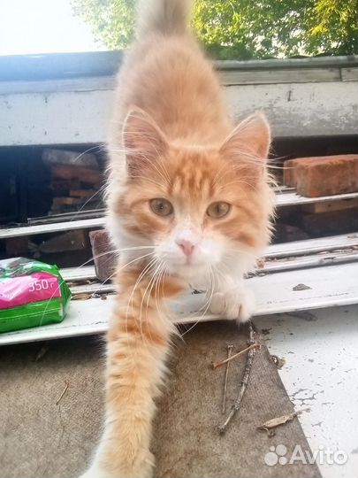 Отдам в добрые руки