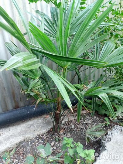 Пальма веерная