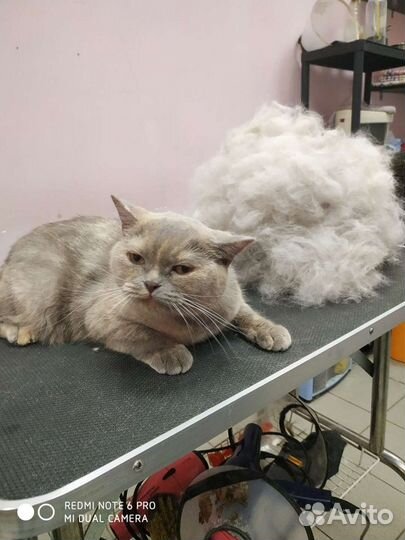 Стрижка собак и кошек