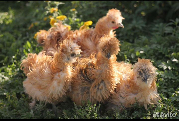 Карликовые Кохи Орловские Бентамка Сизли