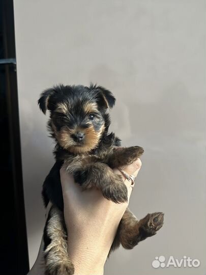 Малышка иорка