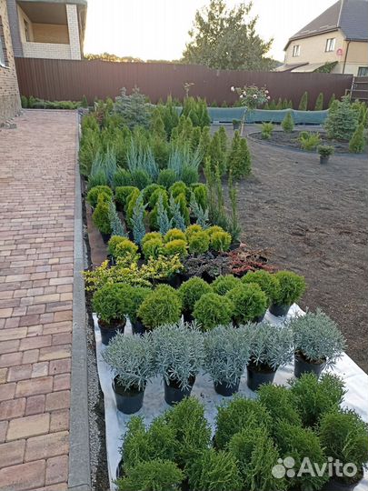 Саженцы хвойных растений