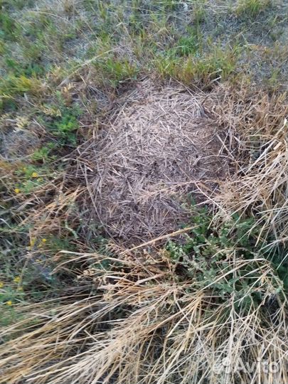 Доильный аппарат Доюшка