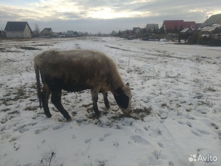 Продажа Коров