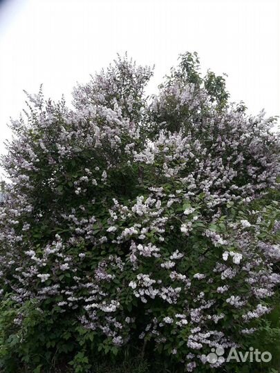 Сирень венгерская саженцы