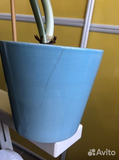 Эухарис амазонская лилия