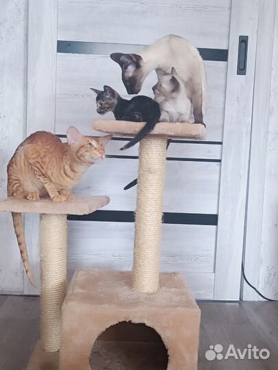 Ориентальные котята