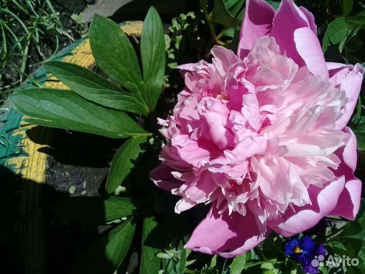 Цветы для сада