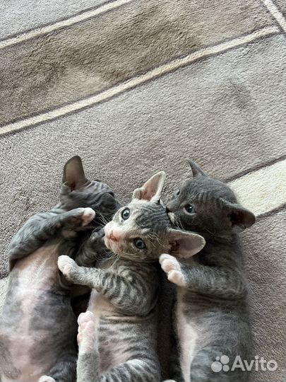 Котенок помесь сфинкс