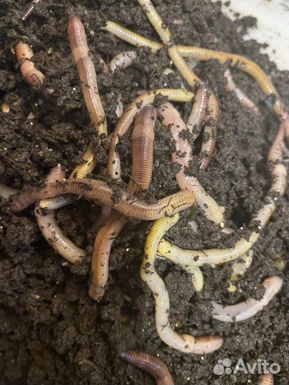 Черви дендробена